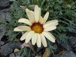 Rhodanthemum catananche